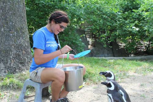 A woman in a blue shirt sits on a stool, feeding two penguins with a plate in a natural setting.