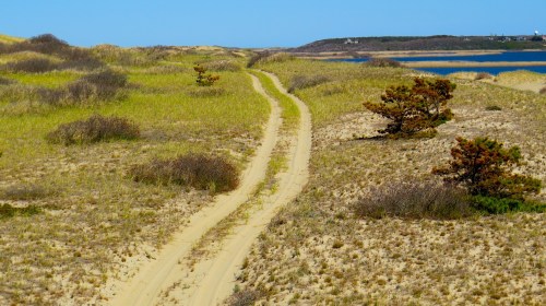 A sandy path winds through grassy dunes, leading to a calm body of water under a clear blue sky.