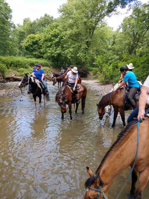 A group of people on horseback wading through a shallow stream surrounded by lush greenery.