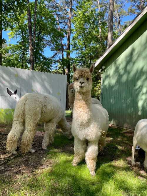 Two alpacas stand in a grassy area near a green building, surrounded by trees and a painted fence.