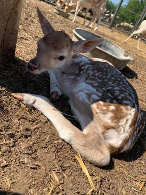 A young fawn with spotted fur lies on the ground in a farm setting, surrounded by other deer in the background.