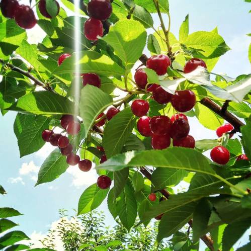 Bright red cherries hanging from green leaves under a clear blue sky. Sunlight filters through the branches.