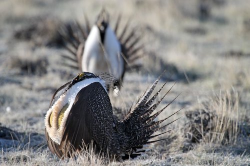 Two sage grouse display their feathers in a grassy landscape, showcasing their distinctive plumage.
