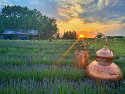 A sunset over a lavender field, featuring a copper distiller and a rustic shed in the background.