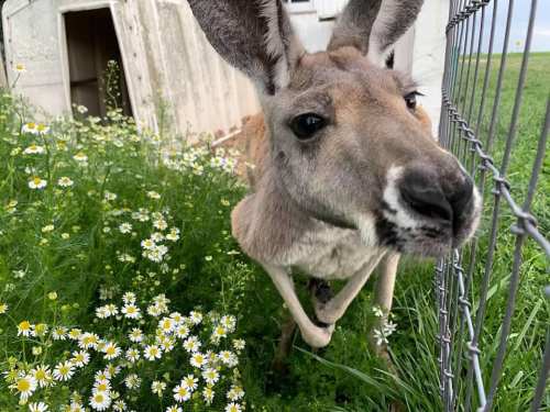 A close-up of a kangaroo standing near a fence, surrounded by blooming daisies in a grassy area.