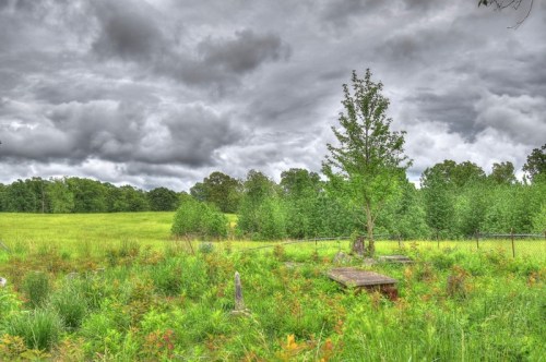 A grassy field under a cloudy sky, featuring a lone tree and overgrown vegetation surrounding a weathered wooden platform.