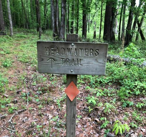 Wooden sign for "Headwaters Trail" in a lush, green forest with trees and underbrush.