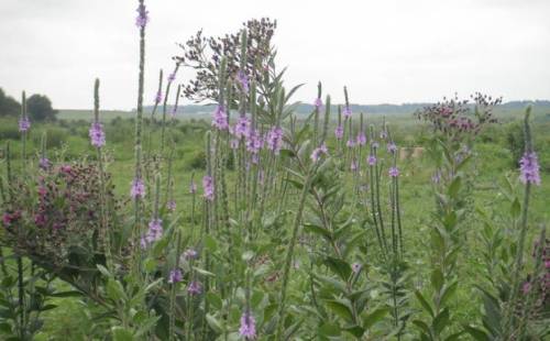 A field of tall green plants with clusters of purple flowers under a cloudy sky.