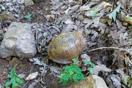 A turtle resting on the forest floor among rocks and fallen leaves, surrounded by small green plants.