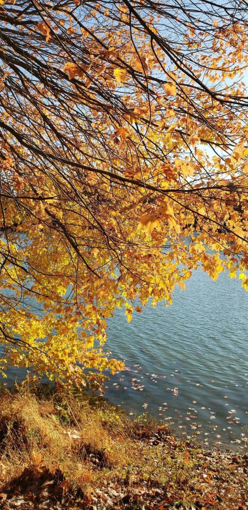 Golden autumn leaves frame a serene lake, reflecting the clear blue sky and surrounded by gentle ripples.