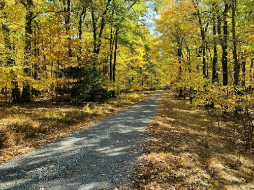 A gravel path winds through a vibrant forest with golden autumn leaves and sunlight filtering through the trees.