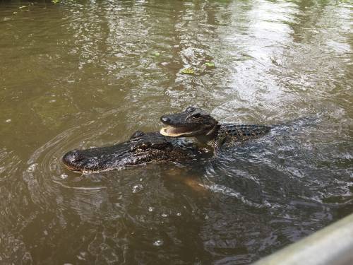 Two alligators partially submerged in murky water, with one resting its head on the other.