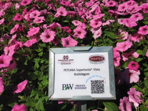 A sign in front of vibrant pink petunias, labeled "Petunia Supertunia® Vista Bubblegum" with QR code and logos.