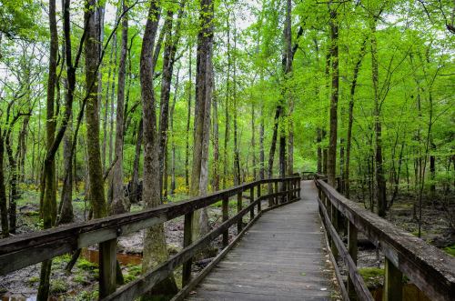 A wooden boardwalk winding through a lush green forest with tall trees and vibrant foliage.