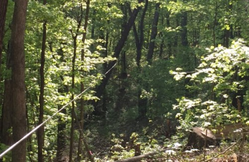 A sunlit forest scene with lush green trees and a visible cable running through the woods.
