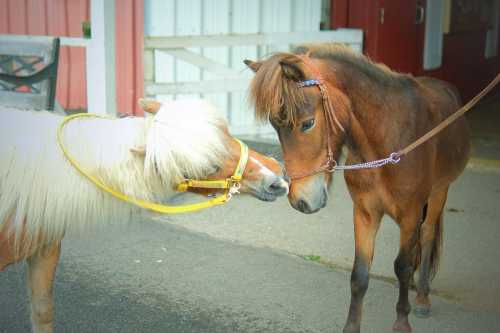 Two small horses gently touching noses in a barn setting, one with a white coat and yellow halter, the other brown with a purple halter.