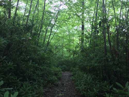 A narrow path through a lush green forest, surrounded by dense foliage and tall trees.