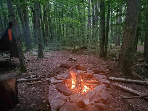 A cozy campfire surrounded by stones in a lush green forest, with trees and a peaceful atmosphere.