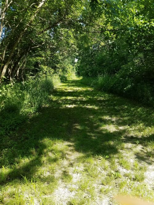 A sunlit dirt path surrounded by lush greenery and trees, leading into a serene forested area.