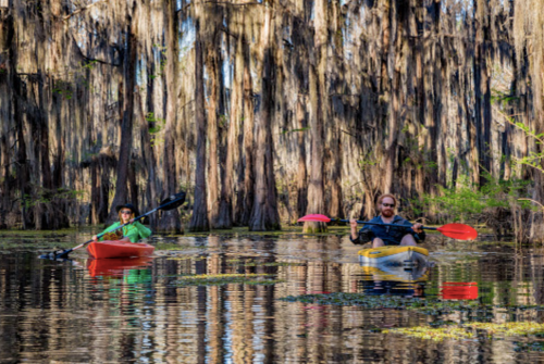 Two kayakers paddle through a serene swamp, surrounded by cypress trees draped in Spanish moss.