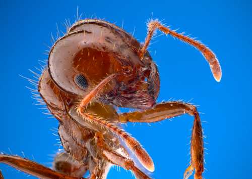 Close-up of an ant's head, showcasing its detailed features and antennae against a blue background.