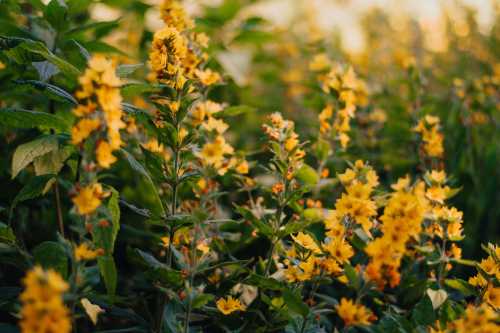 A vibrant field of yellow flowers surrounded by lush green foliage.