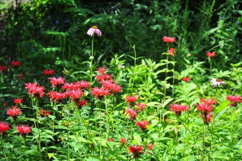 A vibrant garden filled with clusters of pink and red flowers surrounded by lush green foliage.
