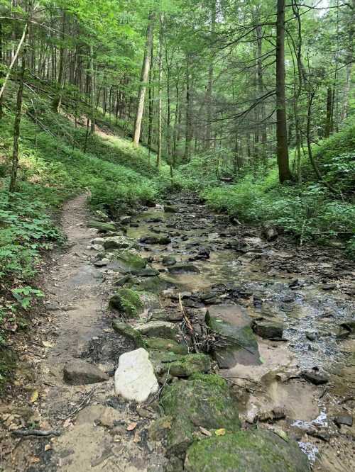 A winding trail beside a rocky stream, surrounded by lush green trees and foliage in a serene forest setting.