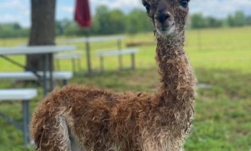 A young llama with a fluffy coat stands in a grassy field, with picnic tables and trees in the background.