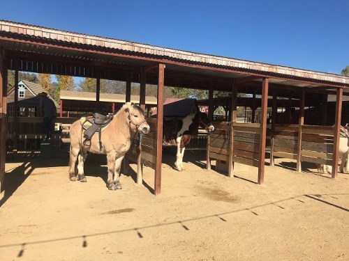 Two horses in stalls at a stable, one with a saddle, under a clear blue sky.