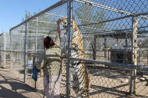 A woman interacts with a tiger through a chain-link fence in an outdoor enclosure.