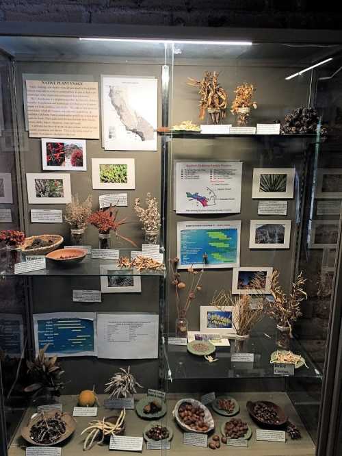 Display case featuring various dried plants, seeds, and informational panels about native California flora.