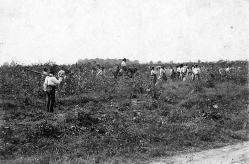 A black and white photo of workers in a field, some harvesting crops while others gather in the background.