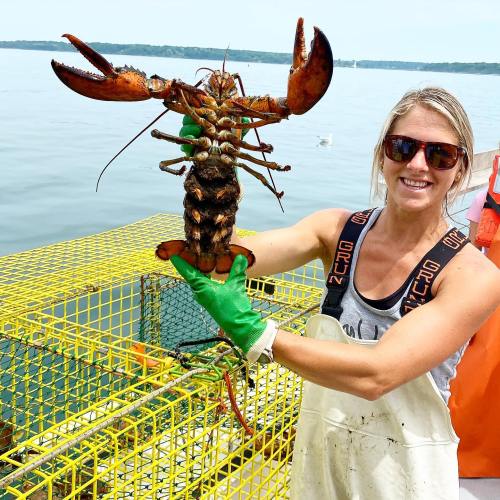 A person in a white apron holds a large lobster while standing near a lobster trap in a coastal setting.