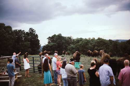 A group of people gathers near a fence, watching several animals in a grassy field under a cloudy sky.