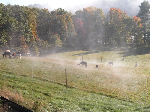 A misty field with several horses grazing among trees in the background, creating a serene rural scene.