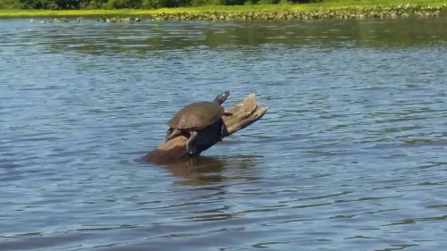A turtle sunbathing on a log in a calm body of water, surrounded by greenery.
