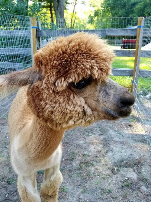 A close-up of a fluffy alpaca with a soft, light brown coat, standing in a fenced area with greenery in the background.