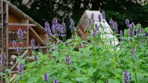 Purple flowers bloom in a garden, with a wooden structure and greenery in the background.