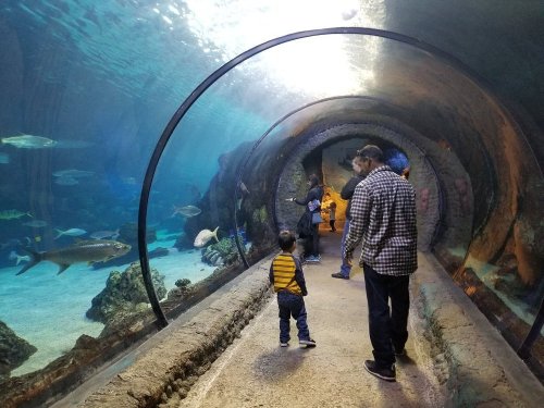 A child and adults walk through a glass tunnel in an aquarium, surrounded by various fish and marine life.