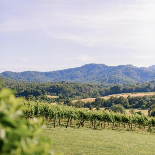 A scenic view of rolling hills and vineyards under a clear sky, showcasing lush greenery and distant mountains.