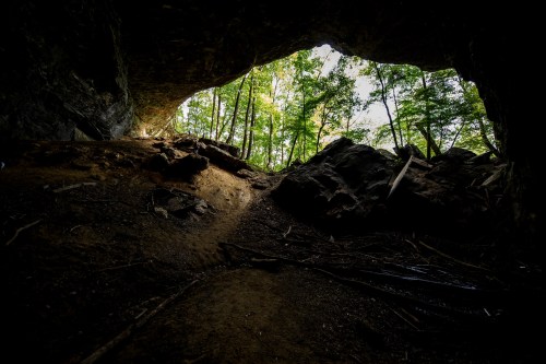 View from inside a cave, looking out towards a forest with sunlight filtering through the entrance.