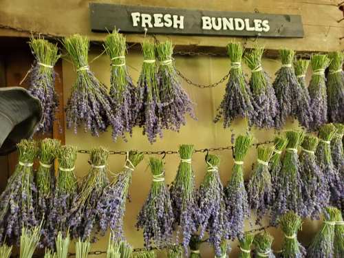 Bunches of dried lavender hanging on a wall, labeled "Fresh Bundles."