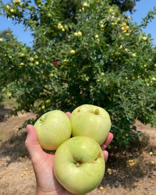 A hand holding three green apples in front of an apple tree with yellow apples in the background.
