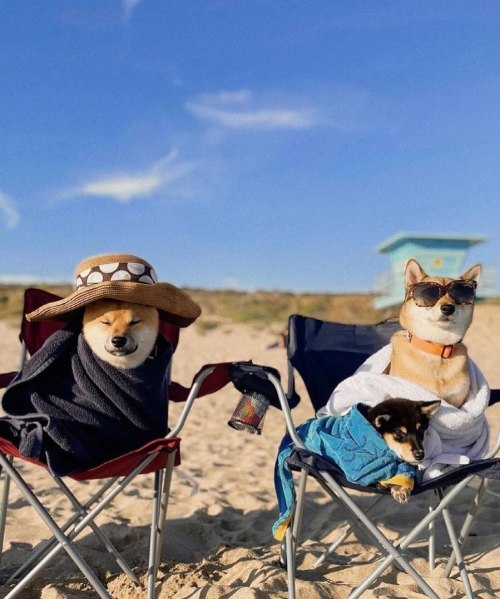 Two dogs in beach chairs, one wearing a hat and sunglasses, the other wrapped in a towel, enjoying a sunny day at the beach.