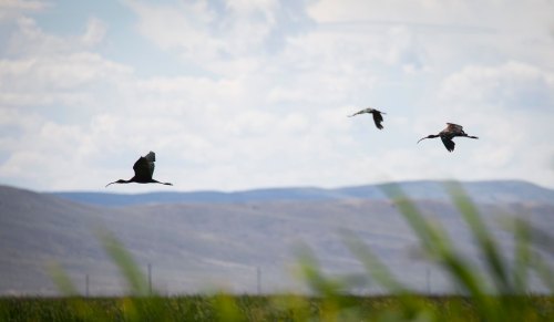 Three birds flying against a backdrop of mountains and a cloudy sky, with tall grass in the foreground.