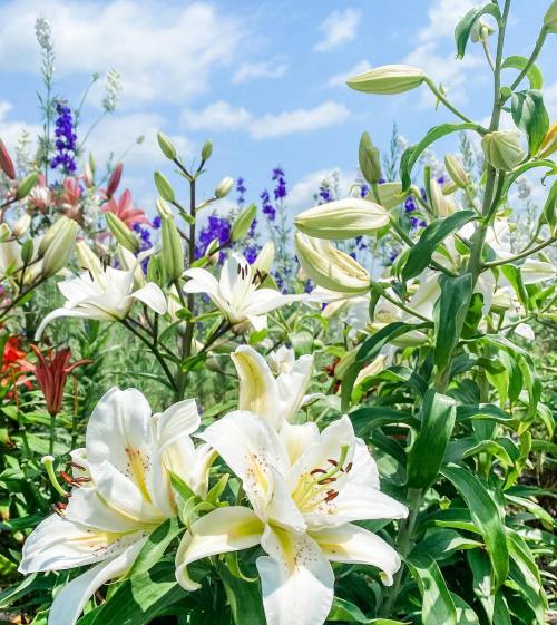 A vibrant garden filled with blooming white lilies and colorful flowers under a blue sky with fluffy clouds.