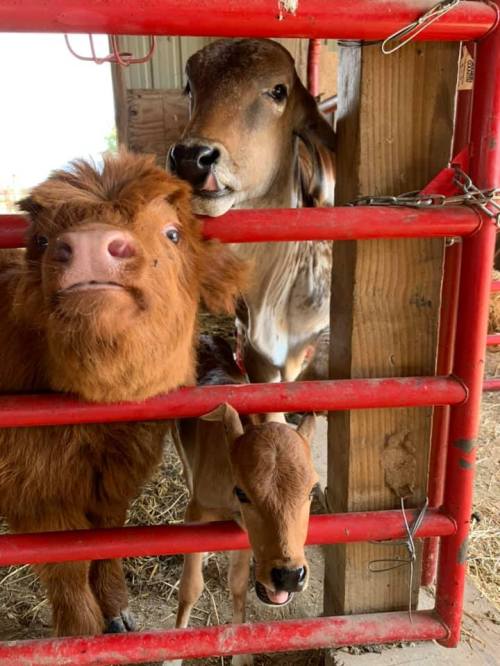 Three adorable farm animals peek through a red gate: a fluffy brown calf, a curious cow, and a small baby goat.