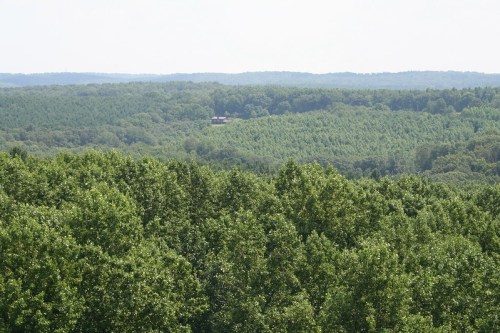A panoramic view of lush green forests stretching across rolling hills under a bright sky.