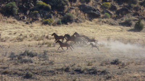 A group of wild horses gallops across a dusty landscape, kicking up dust in a natural setting.